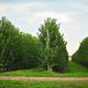 rows of apple trees in an apple orchard on a background of green grass and sky. - PhotoDune Item for Sale