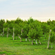 lot rows of peach trees on a farm or in an orchard against a background of greenery and sky - PhotoDune Item for Sale