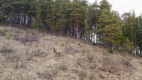 Male Wild Deer on the Mountainside