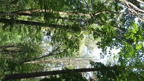 Vertical Video of a Summer Beautiful Forest in the Afternoon alt