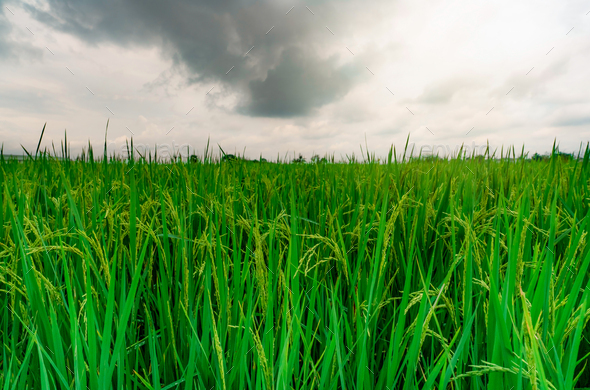 Green rice paddy field. Rice plantation. Organic jasmine rice farm in Asia. Rice growing farm - Stock Photo - Images