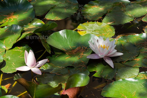 Lotus flower Marliacea Rosea or pink water Lily lat. Nymphaea. - Stock Photo - Images