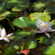 Lotus flower Marliacea Rosea or pink water Lily lat. Nymphaea. - PhotoDune Item for Sale