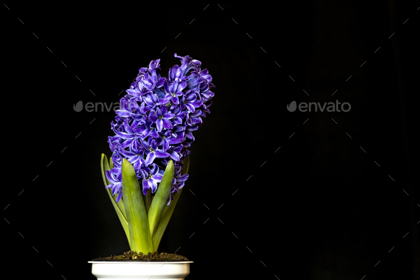 hyacinth violet flowers, isolated on a black background - Stock Photo - Images