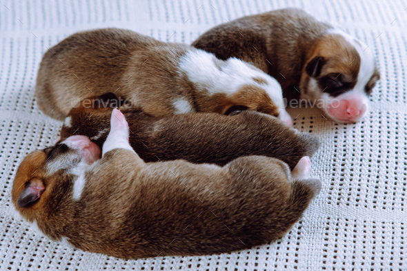 Top view of four plump two-month-old puppies of dog pembroke welsh corgi with pink snouts sleep in