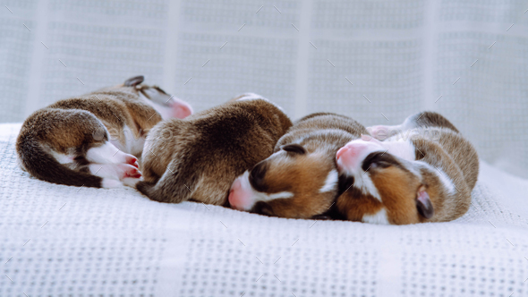 Portrait of four pretty two-month-old puppies of dog pembroke welsh corgi dreaming lying in row on