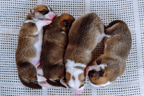 Top view of four well-fed two-month-old puppies of dog pembroke welsh corgi dreaming lying in row on