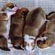 Top view of four well-fed two-month-old puppies of dog pembroke welsh corgi dreaming lying in row on - PhotoDune Item for Sale