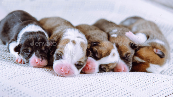 Portrait of five lovely two-month-old puppies of dog pembroke welsh corgi relaxing lying in row on