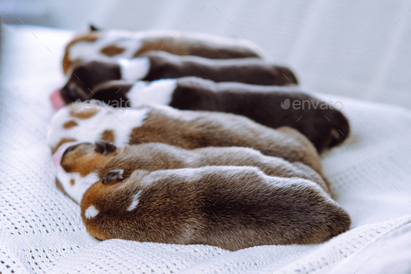 Back view of well-fed two-month-old puppies of dog pembroke welsh corgi napping sleeping in row on