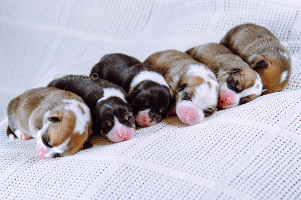 Portrait of six two-month-old puppies of dog pembroke welsh corgi dreaming sleeping lying in row on