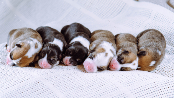 Portrait of six two-month-old puppies of dog pembroke welsh corgi napping sleeping lying in row on