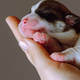 Close-up of wonderful two-month-old puppy of dog pembroke welsh corgi relax on hand of - PhotoDune Item for Sale