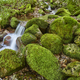 Water stream with mossy rocks in Muniellos Biosphere Reserve - PhotoDune Item for Sale
