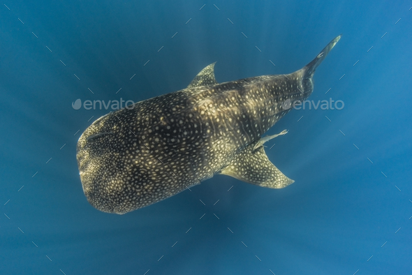 Whale shark Stock Photo