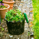 Removing weeds in garden - bucket full of weeds, gardening concept - PhotoDune Item for Sale