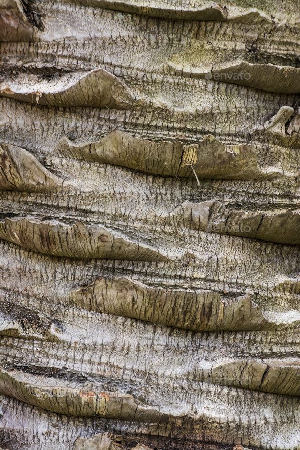 Brown tree bark - Stock Photo - Images