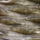 Brown tree bark - PhotoDune Item for Sale