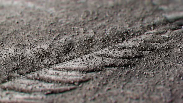 Footage showing remarkably complete fossil. Fossilized fern leaf. Palaeontology. alt