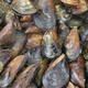 Thai mussels in metal on table top view  - PhotoDune Item for Sale