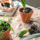 Home gardening,female florist working land plants,transplanting flowers pot,Hobby concept home garde - PhotoDune Item for Sale