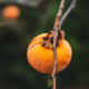 Khaki fruit growing on a tree - PhotoDune Item for Sale