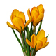 Yellow Crocus flowers in spring isolated on white background. Object with clipping path. - PhotoDune Item for Sale
