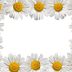 Frame of Wwhite Daisy Flower on white paper decorations top view with Copy space. - PhotoDune Item for Sale