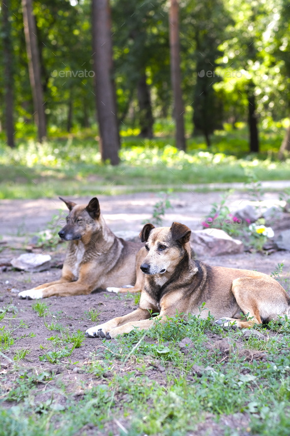 Homeless mongrel dogs rest in a forest meadow on a summer day. Sunny evening is too hot.