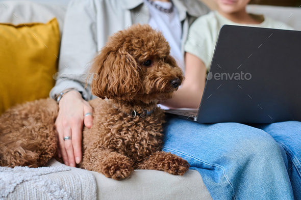 Little dog sitting together with owner - Stock Photo - Images