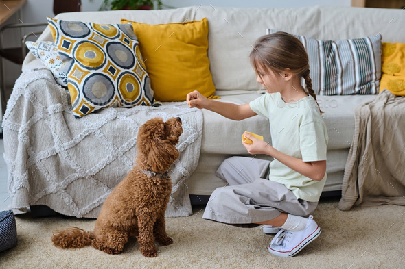 Little girl training her pet at home - Stock Photo - Images