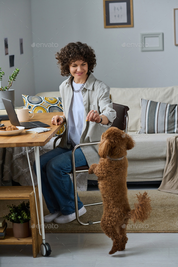 Woman playing with her dog during remote work - Stock Photo - Images