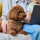 Little dog sitting together with owner - PhotoDune Item for Sale