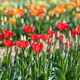 Field of colorful tulips in spring - PhotoDune Item for Sale