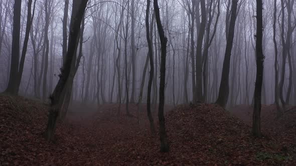 Dark Mysterious Forest Smoke Wild Fog Treeaaerial View By Rdrone Videohive