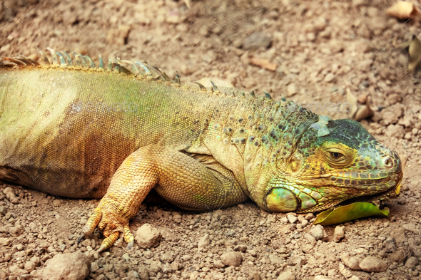 A green large reptile lies on the ground in Izmir Zoo, Turkey. - Stock Photo - Images