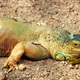 A green large reptile lies on the ground in Izmir Zoo, Turkey. - PhotoDune Item for Sale