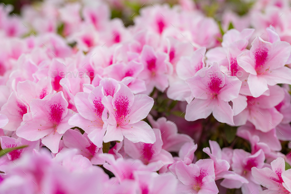 Pink rhododendron flowers in public park - Stock Photo - Images