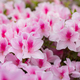 Pink rhododendron flowers in public park - PhotoDune Item for Sale