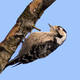 Lesser spotted woodpecker (Dryobates minor) - PhotoDune Item for Sale