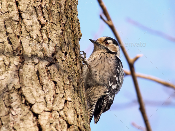 Lesser spotted woodpecker (Dryobates minor) - Stock Photo - Images