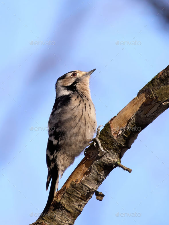 Lesser spotted woodpecker (Dryobates minor) - Stock Photo - Images