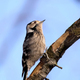 Lesser spotted woodpecker (Dryobates minor) - PhotoDune Item for Sale