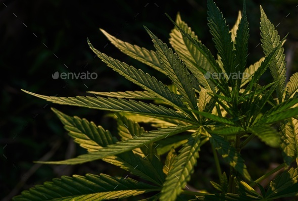 Close-up view of the cannabis leaves with sunlight - Stock Photo - Images