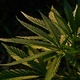 Close-up view of the cannabis leaves with sunlight - PhotoDune Item for Sale
