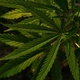 Close-up view of the cannabis leaves with sunlight - PhotoDune Item for Sale