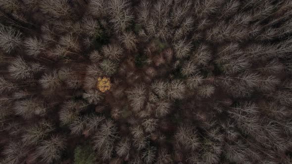 Drone Top Shot of Forest After Winter Time with No Leaves on Branches alt
