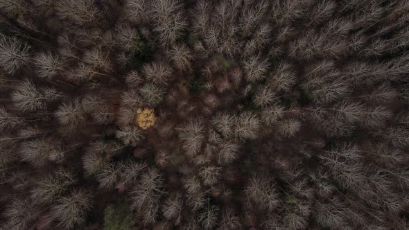 Drone Top Shot of Forest After Winter Time with No Leaves on Branches
