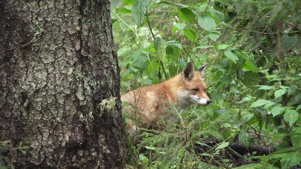The Fox is Sitting Behind a Tree alt