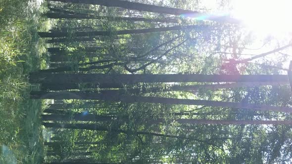 Vertical Video Aerial View Inside a Green Forest with Trees in Summer alt